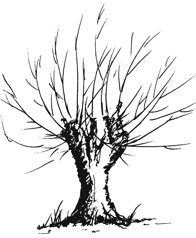 dessin arbre têtard