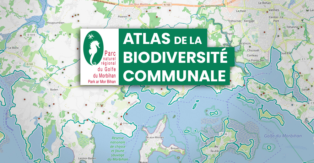 Atlas des coccinelles : chacun peut participer en Bretagne